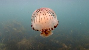 Aumentan los avistamientos de medusas en el Reino Unido e Irlanda, esta es la razón
