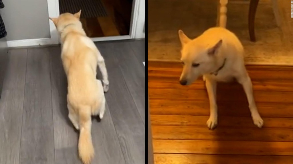 Una mujer descubrió que su perro se emborrachó en su casa