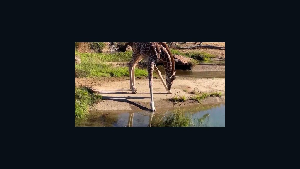 El intento fallido de una adorable jirafa bebé de beber agua