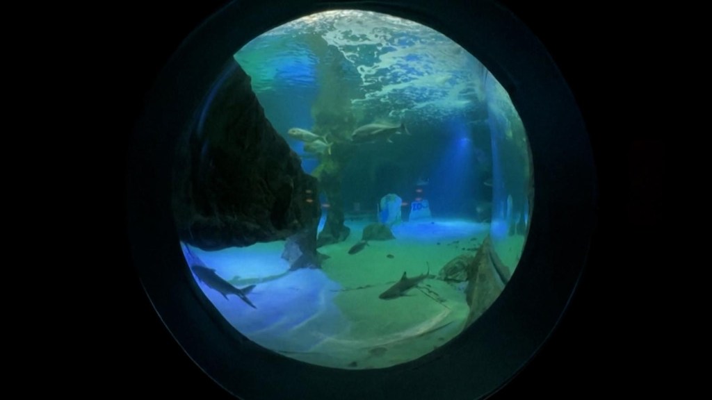 Belén con tiburones: mira este simpático nacimiento en el zoo de Madrid