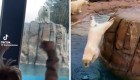 Estos osos polares muestran sus habilidades en clavados