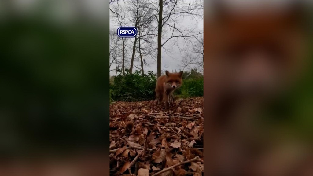 Captan en video el momento en el que un zorro se roba el celular de un rescatista
