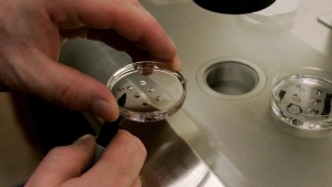 Fertilización asistida: ¿Cómo se forma un embrión?