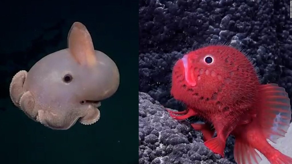 100 nuevas especies encontradas en las profundidades del mar de Chile