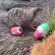 Zoológico de Chile les regaló huevos de pascuas a sus animales