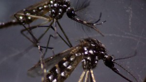 Alerta sanitaria por la epidemia de dengue en Perú