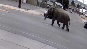 Una elefanta escapa de un circo y se pierde en las calles de Montana