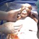 Bebé orangután en peligro de extinción nace por cesárea
