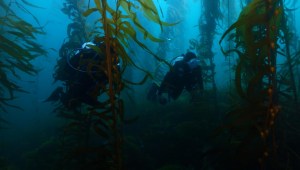 Así son los bosques marinos de algas gigantes