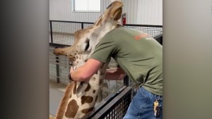 Así ajusta un quiropráctico el cuello de una jirafa