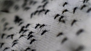 Así está impactando el dengue en Puerto Rico
