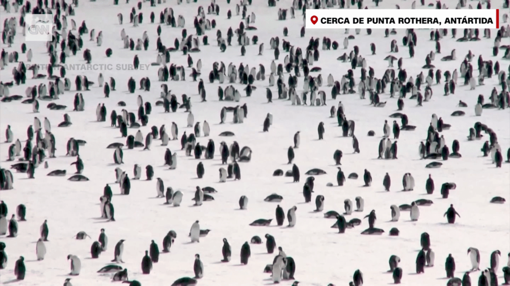Ausencia de hielo bajo en la Antártida amenaza a los pingüinos emperador