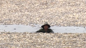 Un embalse lleno de peces muertos por ola de calor en Vietnam