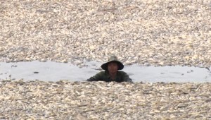 Un embalse lleno de peces muertos por ola de calor en Vietnam