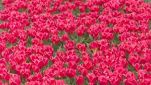 El cambio climático amenaza los tulipanes, alertan agricultores