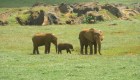 Un santuario para reproducción de elefantes en un lugar sorprendente