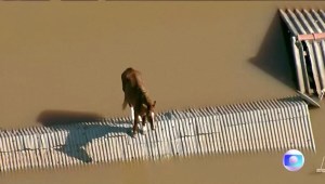 Así rescataron al caballo atrapado en un techo por las inundaciones en Brasil