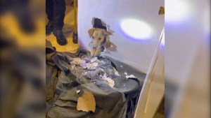 Bomberos rescatan a una perra atrapada en una pared en California