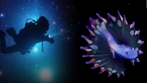 Explora la belleza del plancton y lo oscuro del mar con Blackwater Diving