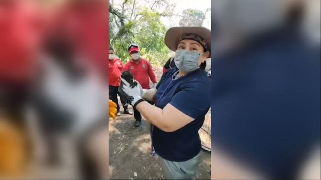 Rescatan a mono aullador en México a punto de morir por temperaturas extremas