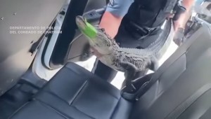 Policía de Georgia graba el momento en que “detiene” a un caimán