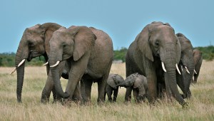 ¿Cómo se saludan los elefantes?