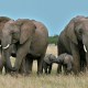¿Cómo se saludan los elefantes?