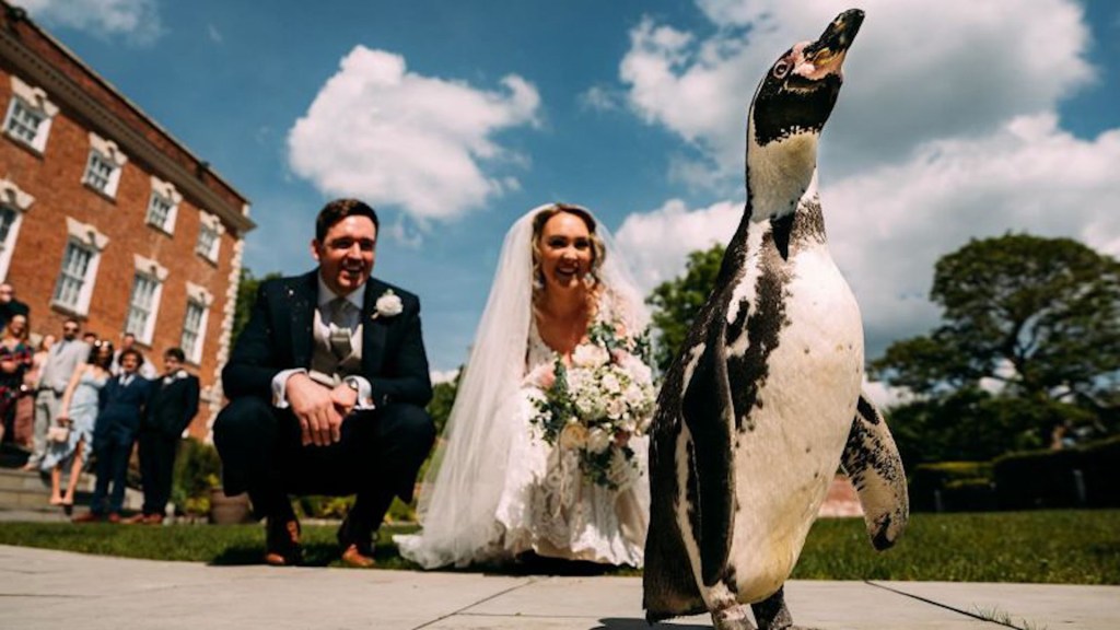 Un pingüino llevó los anillos a la boda: así fue la sorpresa que preparó este novio