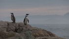 ¿Por qué los pingüinos de Humboldt están al borde de la extinción en Chile?