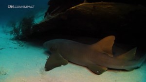 Esta prueba de ADN ayuda a los tiburones en peligro de extinción