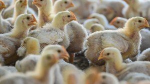 La OMS reporta la primera muerte humana por gripe aviar H5N2 en México