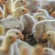 La OMS reporta la primera muerte humana por gripe aviar H5N2 en México