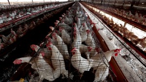 El Gobierno de México dice que muerte de paciente no fue por gripe aviar H5N2