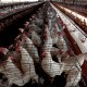 El Gobierno de México dice que muerte de paciente no fue por gripe aviar H5N2