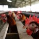 ¿Existe riesgo de consumir aves ante el brote de virus de gripe aviar H5N2?