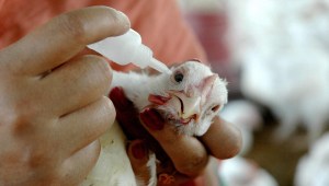 Dr. Huerta explica a CNN qué tan preocupante es la muerte de un hombre por influenza aviar