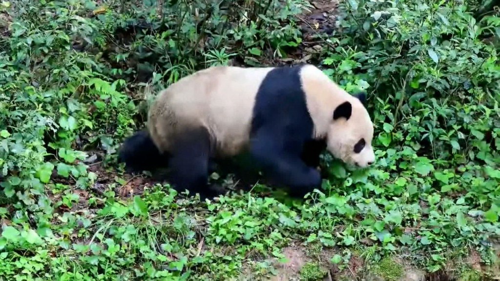 China envía dos pandas gigantes al zoológico de San Diego