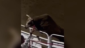 Un toro salta sobre una multitud en un rodeo de Oregon, Estados Unidos