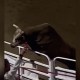 Un toro salta sobre una multitud en un rodeo de Oregon, Estados Unidos
