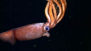 Robots submarinos descubren nueva especie de calamar "con cresta" de aguas profundas