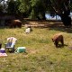 ¿Es tu picnic a prueba de osos? Video muestra lo rápido que pueden destrozar un campamento