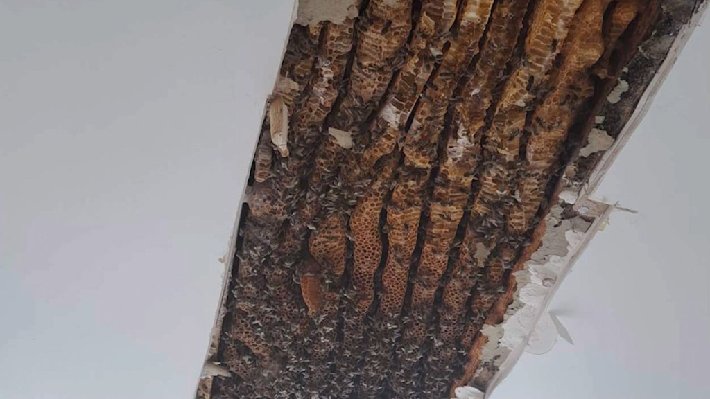 Un video muestra a 180.000 abejas viviendo en el techo de una habitación