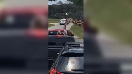 Una jirafa hambrienta saca a una niña de una camioneta de un safari