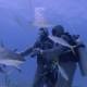 Una experta enseña a Boris Sanchez, de CNN, cómo acariciar a un tiburón