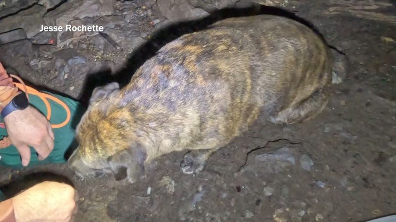 Un video muestra cómo unos heroicos exploradores salvan a una perra herida en una cueva
