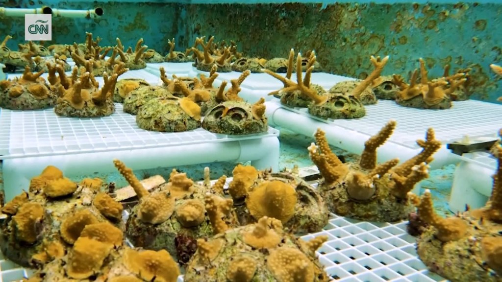 Esta empresa se dedica a sembrar coral en tierra ante la alarmante desaparición de los arrecifes