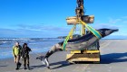 ¿Ha aparecido la ballena más rara del mundo en una playa? Científicos luchan por averiguarlo