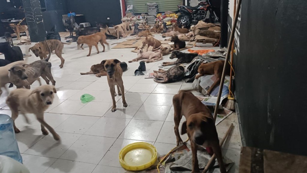 Este refugio salvó a cientos de perritos del huracán Beryl en Quintana Roo
