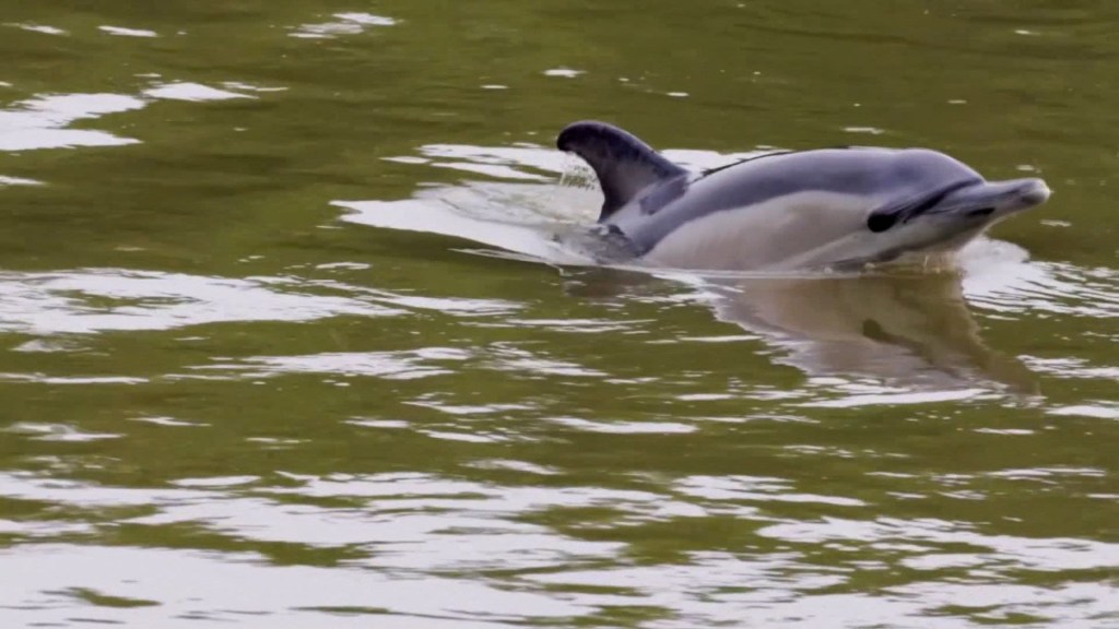 ¿Por qué el avistamiento de un delfín en el río Támesis preocupa a ambientalistas?