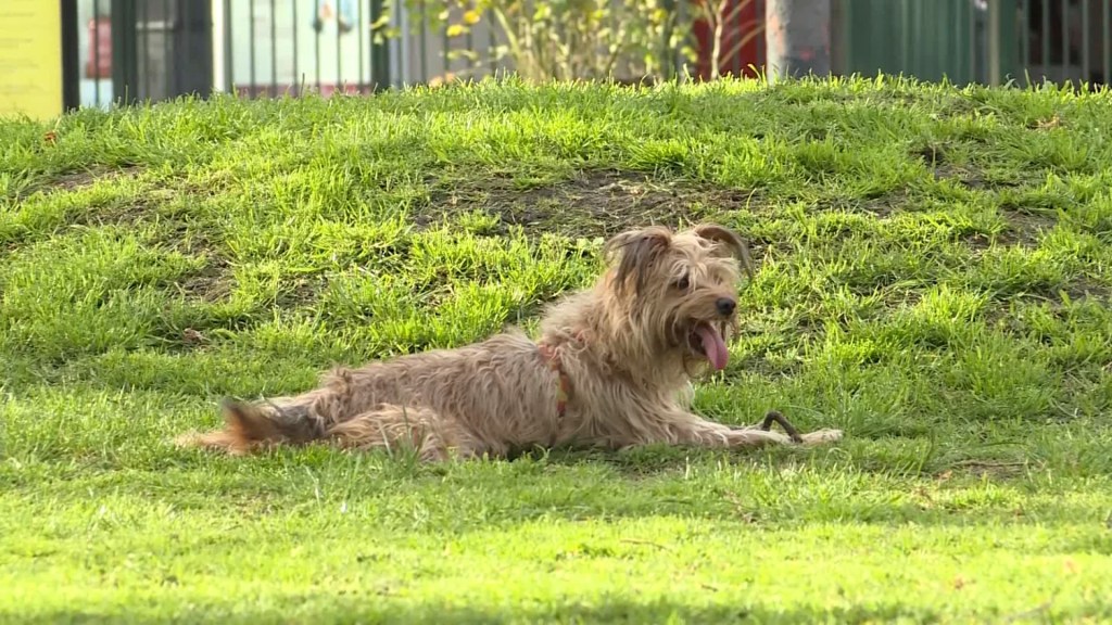 En Buenos Aires hay más perros que niños: aumenta la cantidad de mascotas y baja la tasa de natalidad